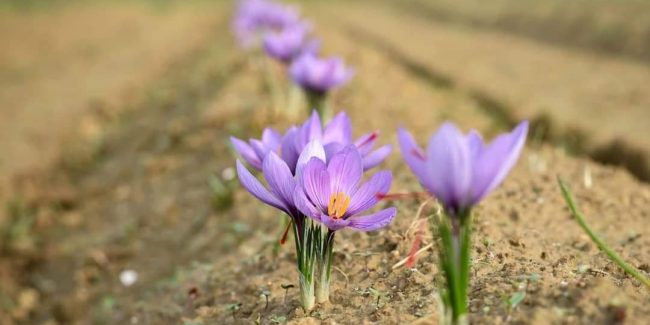 Cuore rosso tra petali viola